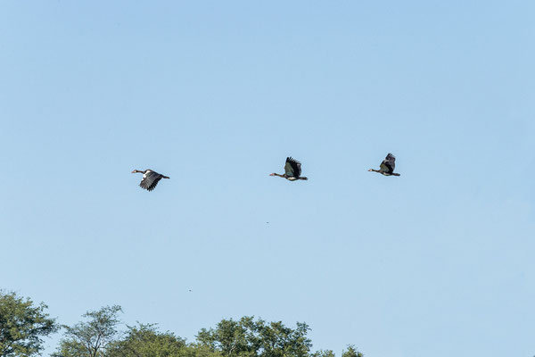 19.03. Bootstour: Spur-winged goose (Plecropterus gambensis)