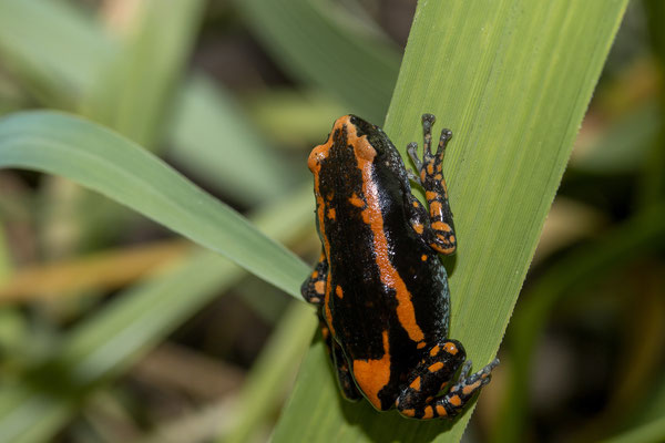 23.03. Hakusembe River Lodge, Campsite #4: Banded rubber frog (Phrynomantis bifasciatus)