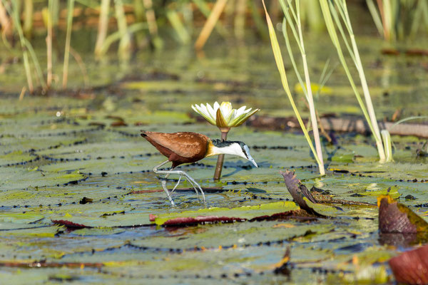 19.03. Bootstour: African jacana (Actophilornis africanus)