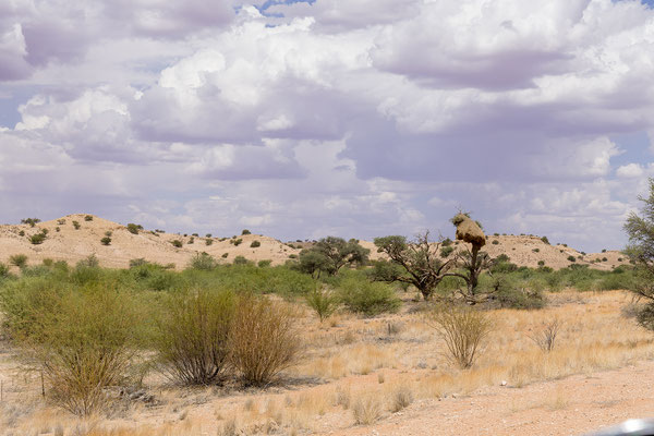 02.03. Unterwegs zum Red Dune Camp