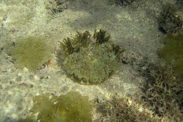 Kayaktour - Upside Down Jellyfish