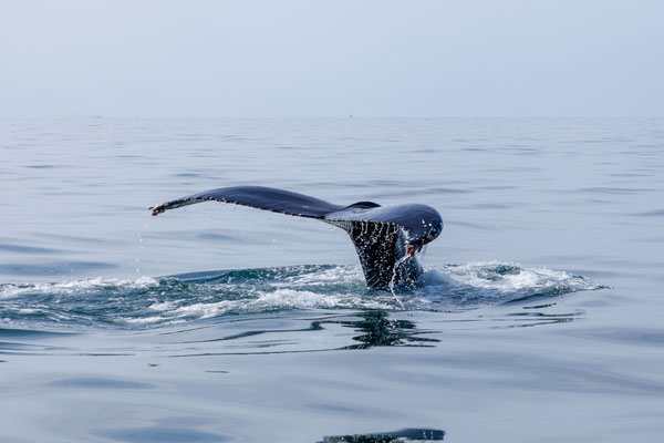 30.07.  Special Tours Whalewatching: Buckelwal 