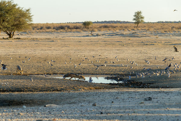 07.03. Schabrackenschakale (Canis mesomelas) bei der Jagd.