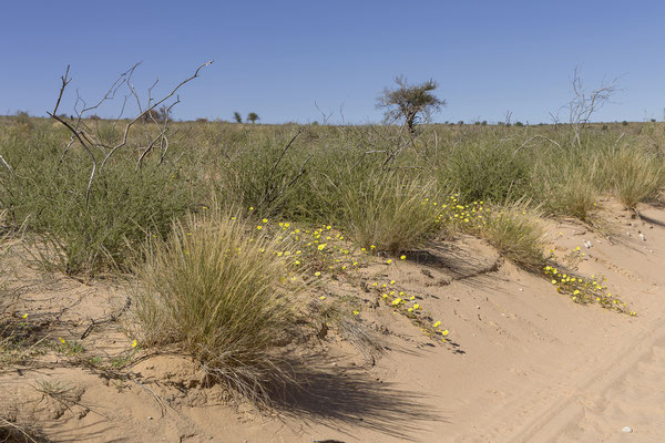 07.03. Je weiter nördlich wir kommen, desto mehr gelbe Blüten (Morgenstern - Tribulus zeyheri) sehen wir.
