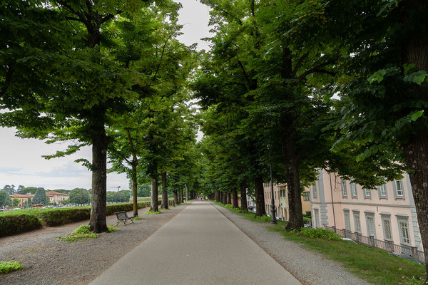 07.06. Lucca: auf der Stadtmauer