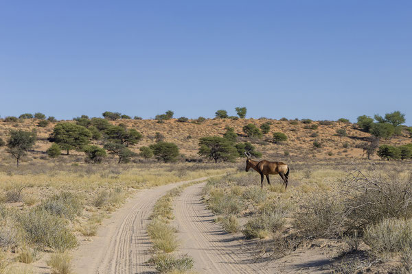 07.03. Rote Kuhantilope (Alcelaphus buselaphus)