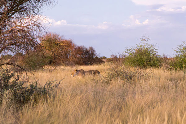 10.03. Löwe (Panthera leo)