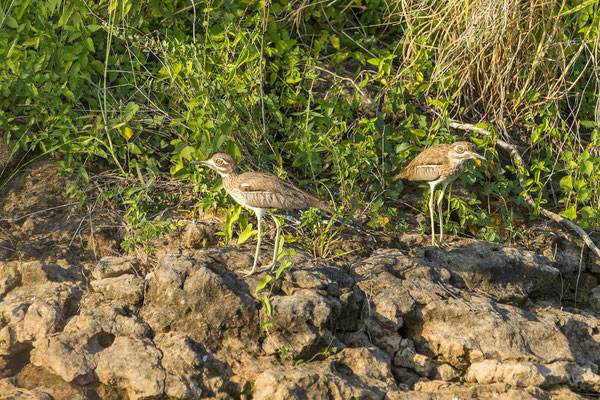 23.03. Sundowner Cruise: Water thick-knee (Burhinus vermiculatus)