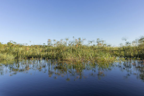 19.03. Das Okavangodelta gliedert sich in 6 Bereiche; den sog. Panhandle, den permanent Wasser führenden Unterlauf des Okavango, die Sumpfflächen am Ende des Panhandle, die zeitweise trocken fallenden Bereiche an der Peripherie des Deltas sowie ...