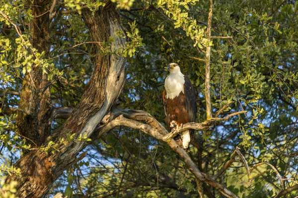 23.03. Sundowner Cruise: African fish eagle (Haliaeetus vocifer)