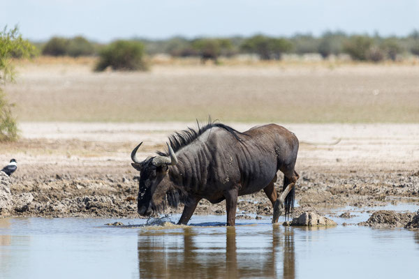 13.03. Piper Wasserloch: Gnu (Connochaetes taurinus)