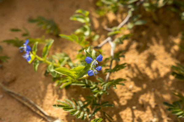 27.03. Commelina sp.