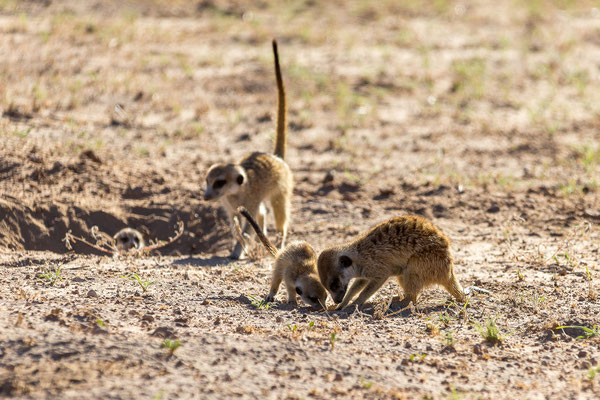 05.03. Morning Drive in Richtung Twee Rivieren: Erdmännchen (Suricata suricata)