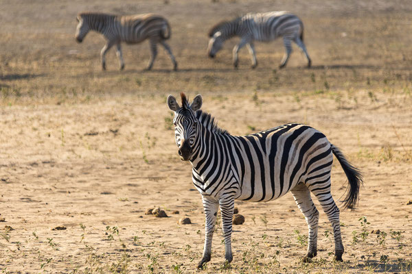 22.03. Bwabwata NP: Steppenzebra (Equus quagga burchellii)
