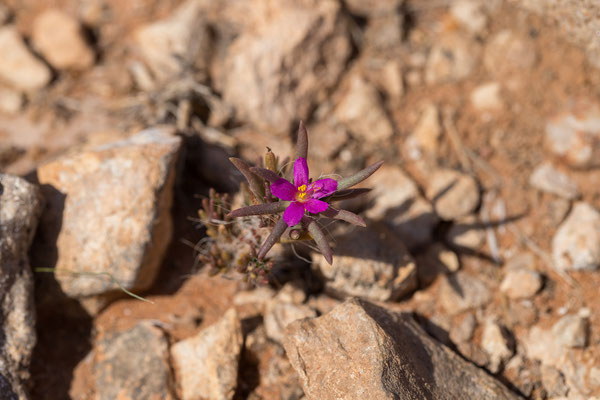 02.03. Unterwegs zum Red Dune Camp: Purple pigweed (Portulaca kermesina)