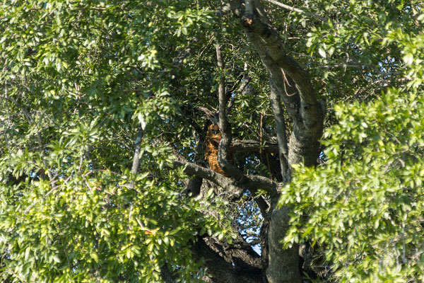 20.03. Morning Cruise: Pel's fishing owl (Scotopelia peli)