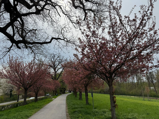 13.04. Kirschblüte Rosenhain