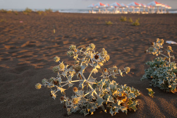 17.9. Velika Plaža, Stranddistel (Eryngium maritimum)