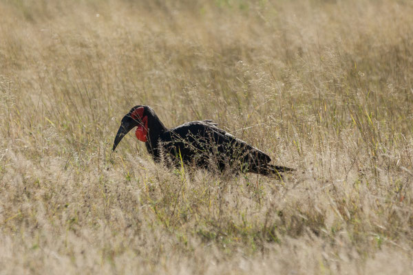 10.05. Moremi GR; Southern ground hornbill - Bucorvus leadbeateri