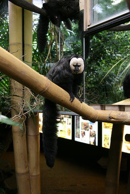 Skansen, Zoo