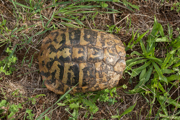 19.09. Auf dem Weg nach Molunat läuft uns eine Landschildkröte über den Weg. 