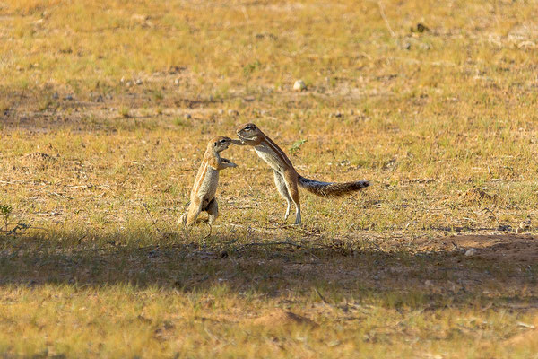 04.03. Morning Game Drive im Aoub Tal: Erdhörnchen (Xerus inauris)