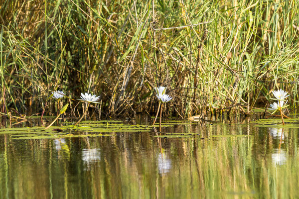 19.03. Bootstour: wir erfreuen uns an den vielen Wasserpflanzen, allen voran den zahllosen Seerosen.