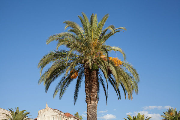 22.09. Split - Uferpromenade