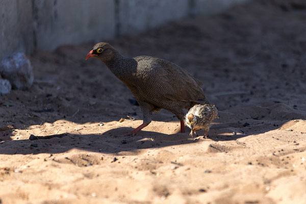 10.03. Mpayathutlwa 01 Campsite: Red-billed spurfowl (Pternistis adspersus)