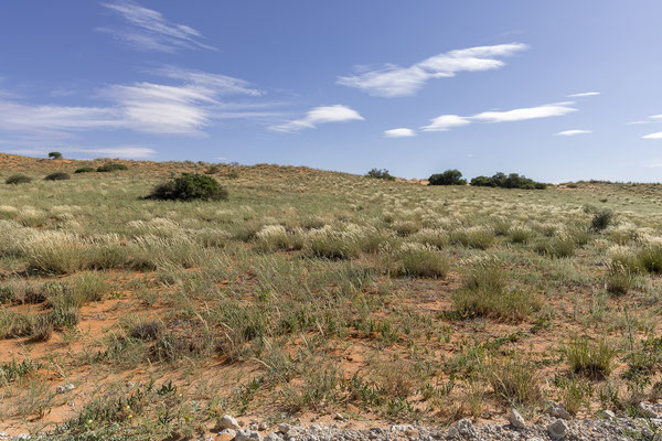 04.03. Am späteren Nachmittag brechen wir zu einem Evening Drive auf.