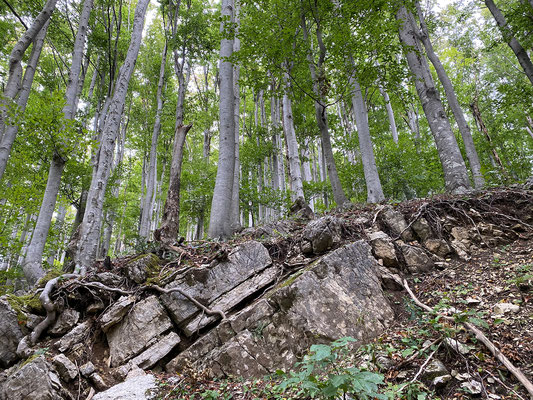 07.09. Planina Javornik