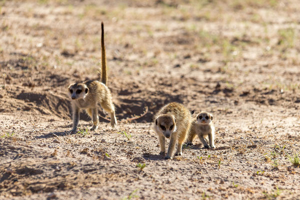 05.03. Morning Drive in Richtung Twee Rivieren: Erdmännchen (Suricata suricata)
