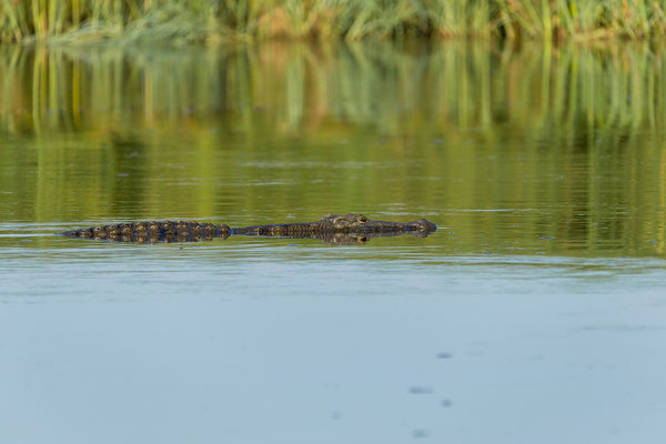 20.03. Morning Cruise: Nilkrokodil (Crocodylus niloticus)