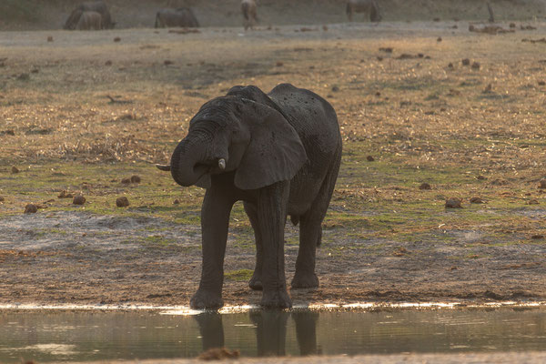 05.10. Makgadikgadi NP Elefant (Loxodonta africana)