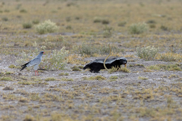 14.03. Morning Drive: Honigdachs auf der Jagd!