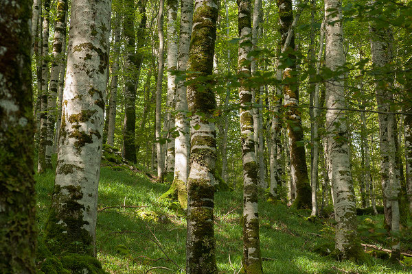 13.9. Nationalpark Biogradska Gora