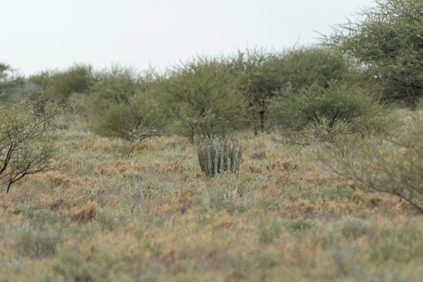 14.03. Von Letiahau nach Lekhubu (Hoodia gordonii).