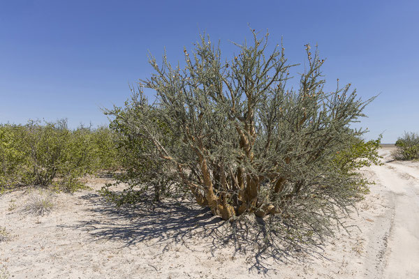 13.03. Weiter gehts die Piper Pan entlang: Transvaal sesame-bush (Sesamothamnus lugardii)
