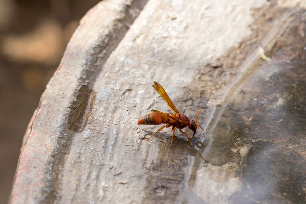 24.03. Hoba Meteorit: Synagris sp.