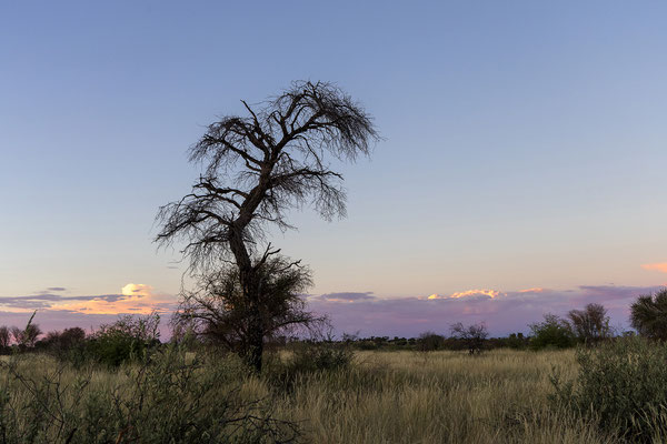 10.03. Evening Drive