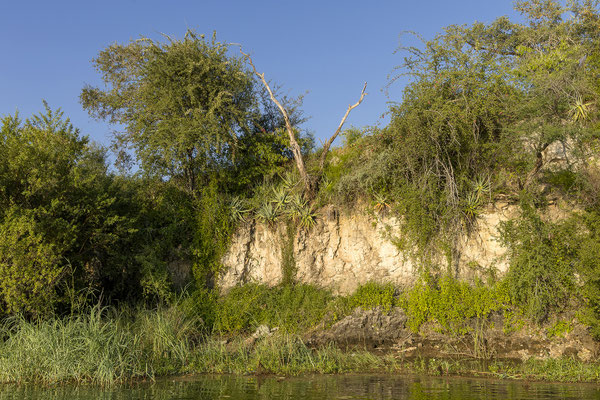 23.03. Sundowner Cruise: der Hang ist mit Aloen bewachsen, sehr schön!