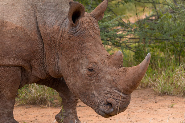 25.03. Waterberg Wilderness: Breitmaul - Nashorn (Ceratotherium simum)