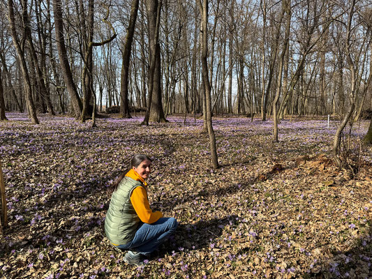 Krokusblüte bei den Engelteichen