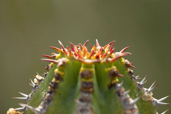 17.2. Giftboom (Euphorbia virosa)