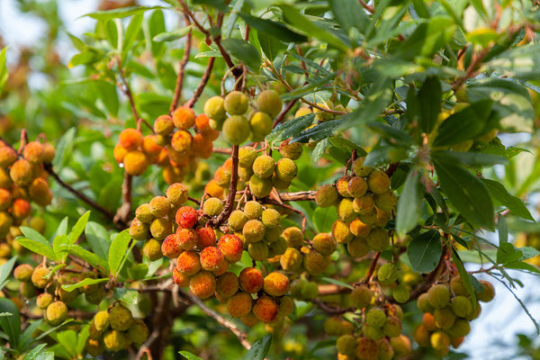 27.08. Erdbeerbaum