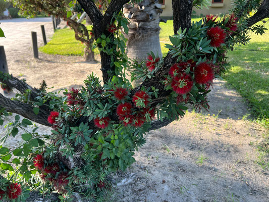 23.03. Hakusembe River Lodge: Flaschenputzer (Callistemon sp.)
