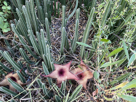 16.03. Boteti River Camp: Aasblume (Stapelia gigantea)
