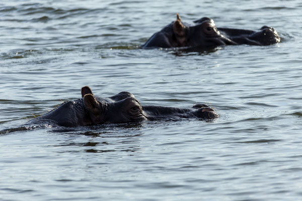 21.03. Sunset Cruise: Flusspferd (Hippopotamus amphibius)