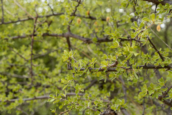 26.03. Wir erkunden noch kurz die Campsite.