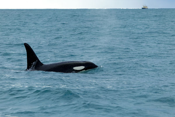 Orcas (Orcinus orca)